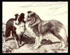 1930s Antique Shetland Sheepdog Print Nina Scott Langley Sheltie Art Print 6735p