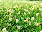 Dutch White Clover Seeds     Non-gmo Heirloom Cover Crop  Lawn Pasture Alternative