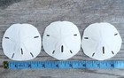Sand Dollar Real Sand Dollars 2 1 2  To 3  3pk Sand Dollar Shells Wedding Seas