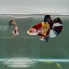 Plakat Koi Multicolor Male Betta Giant  ju03 For Sale   Live Betta Fish   Justfi