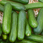 40 Heirloom Muncher Burpless Cucumber Seeds - Crunchy  Sweet  Not Bitter 