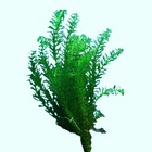 5x Anacharis Elodea Densa Bunches Live Aquarium Pond Plants Buy 2 Get 1 Free