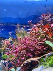 Ludwigia Palustris  super Red   natans Super Red      5 Stems Live Red Aquarium Pl