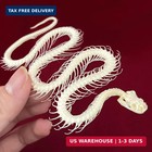 Real Snake Skeleton Specimen Real Bones Taxidermy Science Education Collectible