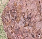 Fossil Eocrinoid  Ascocystites  From Morocco  2