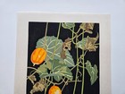 Masaki Yoshida Japanese Woodblock Print Flower  6