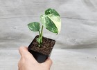 Monstera Thai Constellation Live Plant   Variegated Monstera- In 3  Pot