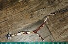 Arizona Manzanita Handmade Bird Perch With Hardware-new  2 Branches 10 Inches