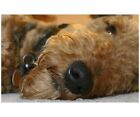 Airedale Terrier Original Pet Portraits On Ceramic Tile W Easel From Your Photo