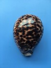 110 1mm   Cypraea Tigris Pardalis  F     Giant Size  Yellow Color