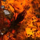 Haidomyrmex Hell Ant In Burmese   Burmite Amber Fossil   100  Genuine Amber 