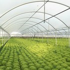 Greenhouse Clear Plastic Sheeting  50 Ft X 32 Ft  6 Mil Uv Resistant Poly