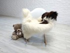 Icelandic Sheepskin Rug Cream And Dark Brown With Long Wool Cozy Interiors 268 1