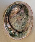 Large Natural Ablone Shell- 2 Lb Red Abalone Iridescent Mother Of Pearl 9 x7 