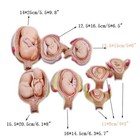 Anatomical Human Fetal Model Baby Fetus Foetus Twins Pregnancy Teaching Parts
