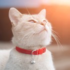 Upgraded Version 6 Pack Reflective Cat Collars With Bell breakaway Safety Kitten