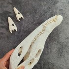 20cm Real Crocodile Head Skull Specimen Skeleton Animal Decor Collect Education
