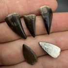 Prehistoric Fossilized Fish Teeth - Barracuda Tooth Fossils Set Of 5