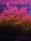 Buy 2 Get 1 Free Rotala Fujian - Live Freshwater Aquatic Plants - Stem Packs