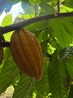 7  Pods Cacao Fruit  Cocoa  7 Fruit    Priority Mail Free Shipping  Always Fresh