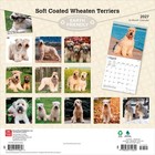 Soft Coated Wheaten Terriers 2027 12x24   hanging  Wall Calendar   Plastic-free