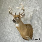  29392 P   Whitetail Deer Taxidermy Shoulder Mount For Sale