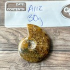 Polished Sutured Ammonite Fossil Whole