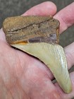 3 1 2  Authentic Prehistoric Megalodon  Fossil Shark Tooth Teeth 100  Authentic 