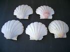 Authentic Natural Sea Scallop Shells 2-5 8  - 2-7 8  Lot Of 5