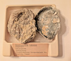 Vintage Fossil Collection Lot 7 Labeled Texas Cretaceous Miocene Parahippus