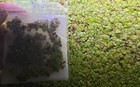  100  Giant Duckweed Salvinia Minima Aquarium Plant - Buy2get1free - No Snails