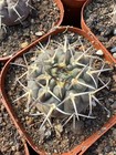 Gymnocalycium Ochoterenae Cactus Plants Garden Decoration Beautiful Plants 4cm