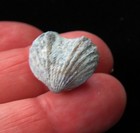 Brachiopod-3 4 - Orthorhynchula Linneyi- Ordovician- Cincinnati  Ohio