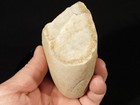 Larger Paleolithic Early Man Oldowan Pebble Chopper Stone Artifact Algeria 575gr