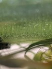 1000  Live Duckweed Lemna Minor   Indoor Grown- Free Shipping- Buy 2 Get 1 Free 