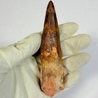 Authentic Spinosaurus Tooth 10 Cm   Premium Dinosaur Fossil   Kem Kem
