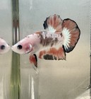 Live Betta Nemo Hmpk Male Halfmoon Plakat Premium Usa Seller