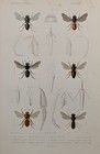 Antique 1840s Copper Engraving Georges Cuvier Wild Bees Plate 125