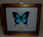 Butterfly Papilio Ulysses Specimen 1 Piece Indonesian Origin In Wooden Box