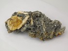 Ruck s Pit Calcite Clam Fossil - Mercenaria Permagna - Ft  Drum  Florida