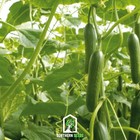 Beit Alpha Cucumber     30 Seeds