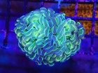 Hologram Branching Hammer    Branching   Live Coral Frag   Wysiwyg  Lps