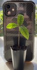 Miracle Fruit Plant Synsepalum Dulcificum Tree  miracle Berry 