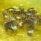 Kuhlii Loach  pack 5  Live Fish For Aquarium  Free Shipping