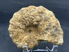 4    Texas Fossil Woodbine Ammonite conlinoceras Tarrantense chamber Structure