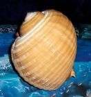 7  To 8  Tonna Olearia Sea Shell Reef Nautical Decor Beach Craft