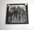 Photo Egypt Palms In The Cairo Gardens C1890 Antique Magic Lantern Slide