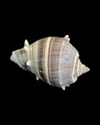 2 5    Beautiful Crown Conch Seashell  Melangena  Dark Brown And Cream  Palm Beach