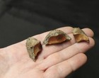 Replica Fossil Pleistocene Tapir Ungual Lot Hooves Claws Very Nice