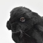 Holland Lop Black Realistic Plush Doll Hansa Bh8142 Rabbit 13 In